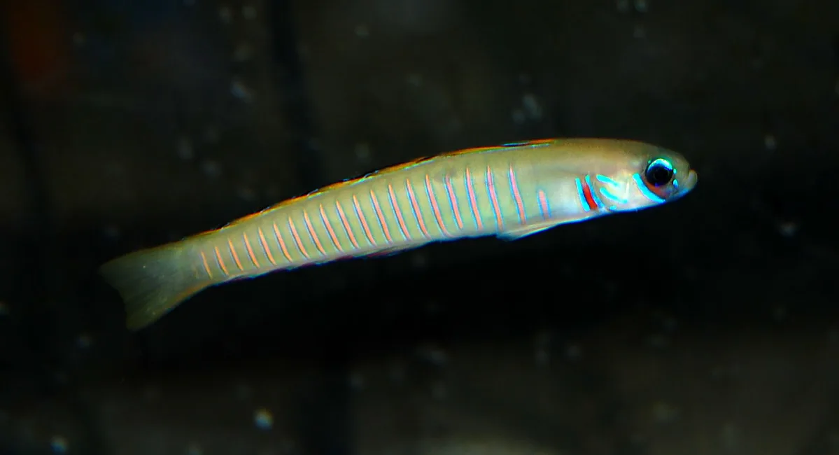 Zebra Dartfish