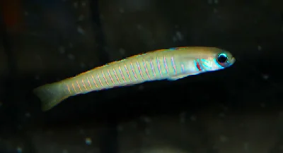 Zebra Dartfish