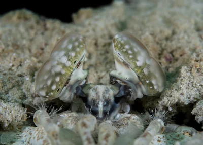 Lysiosquilla maculata