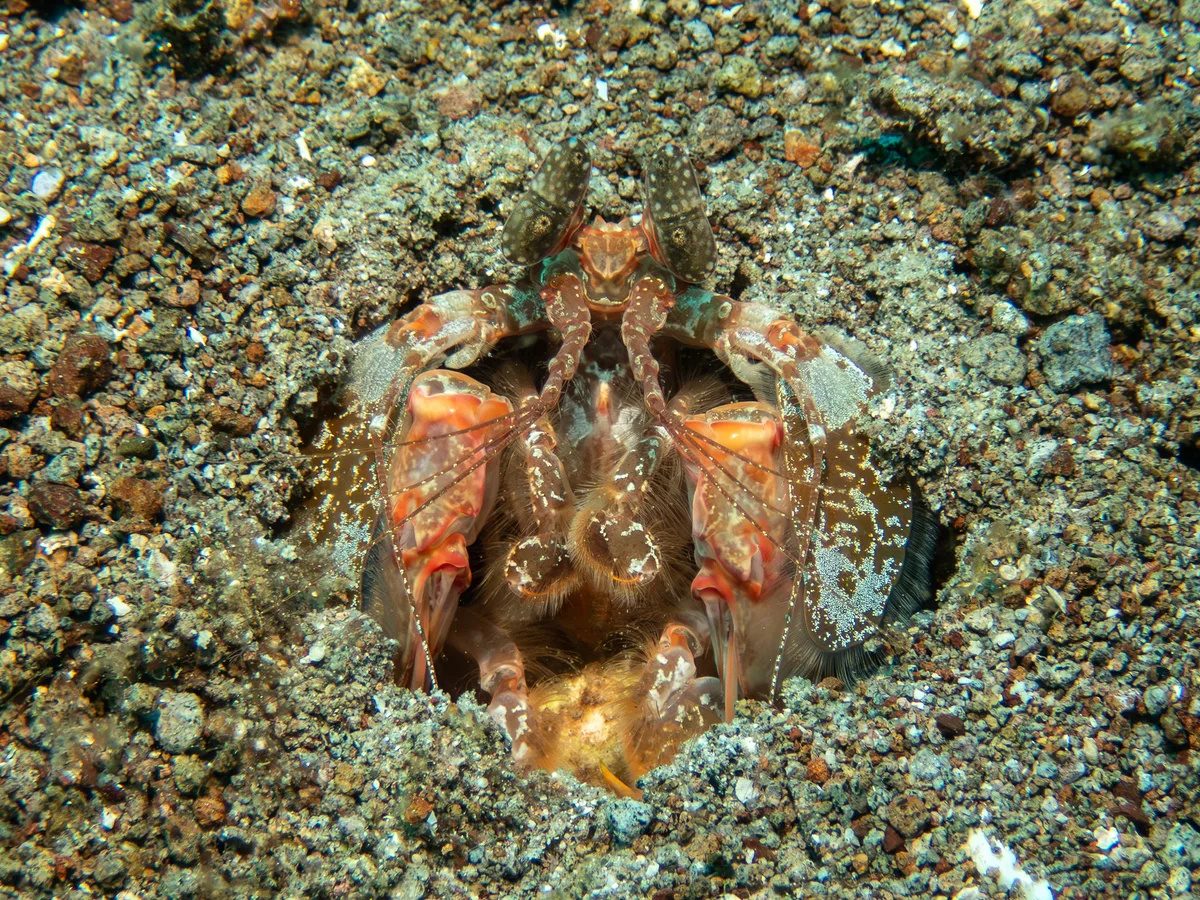 Lysiosquilla maculata - Pintuyan , Philippines