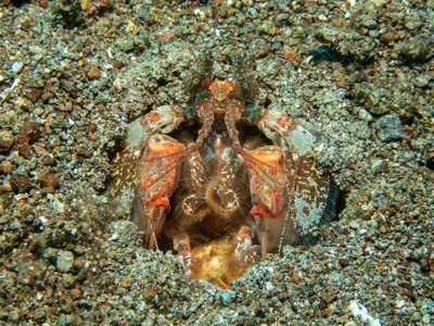 Lysiosquilla maculata - Pintuyan , Philippines