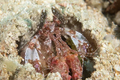 Tiger Mantis Shrimp