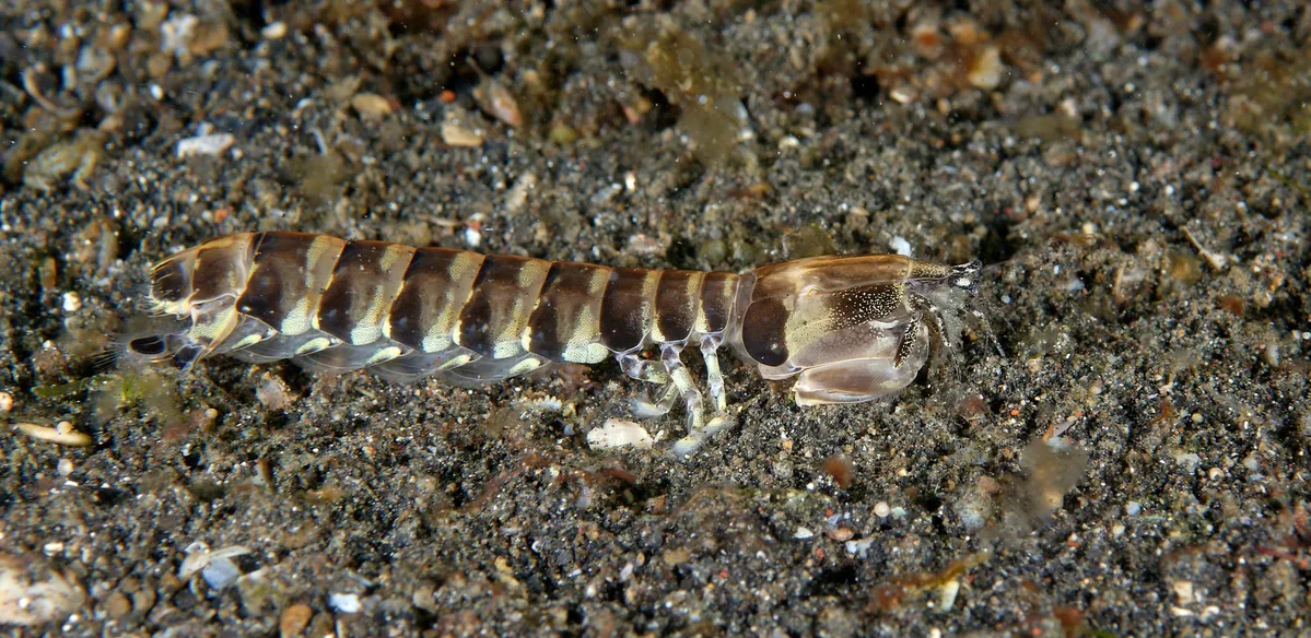 Lysiosquilla maculata 16 5589b