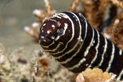 Gymnomuraena zebra, Zebra Muraene, Zebra moray, ゼブラモレイ,  斑马海浪,