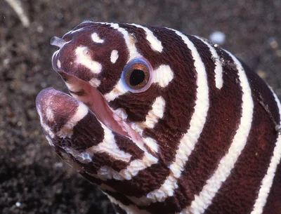 Gymnomuraena zebra