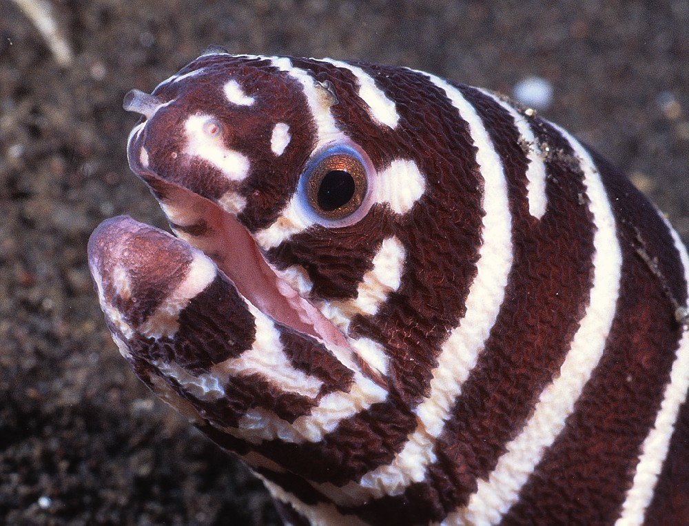 Gymnomuraena zebra
