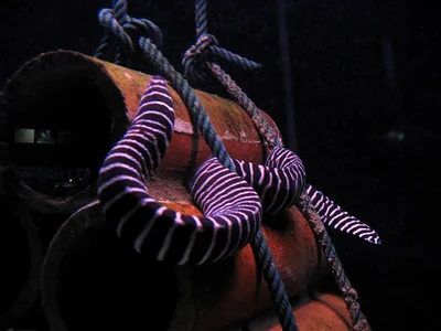 Gymnomuraena Zebra