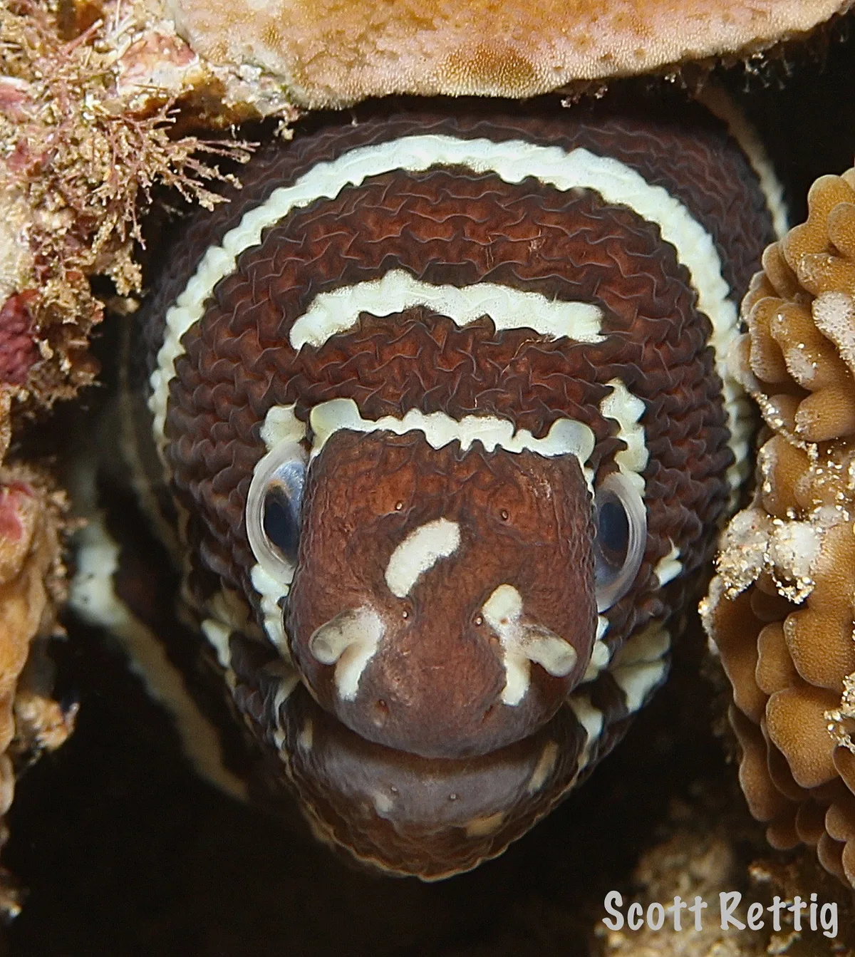 Zebra Moray (Gymnomuraena zebra)