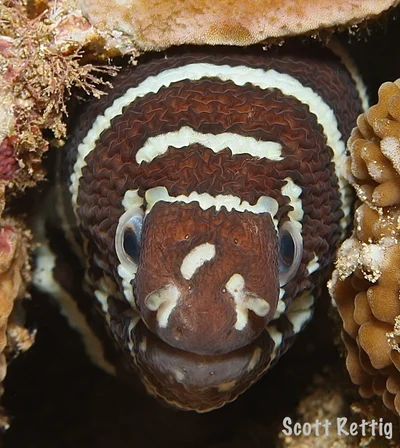 Zebra Moray (Gymnomuraena zebra)
