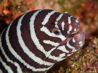 Gymnomuraena zebra - white striped eel