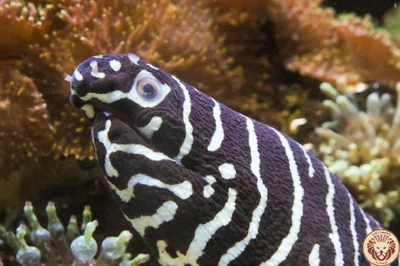 Zebramuräne (Gymnomuraena zebra)