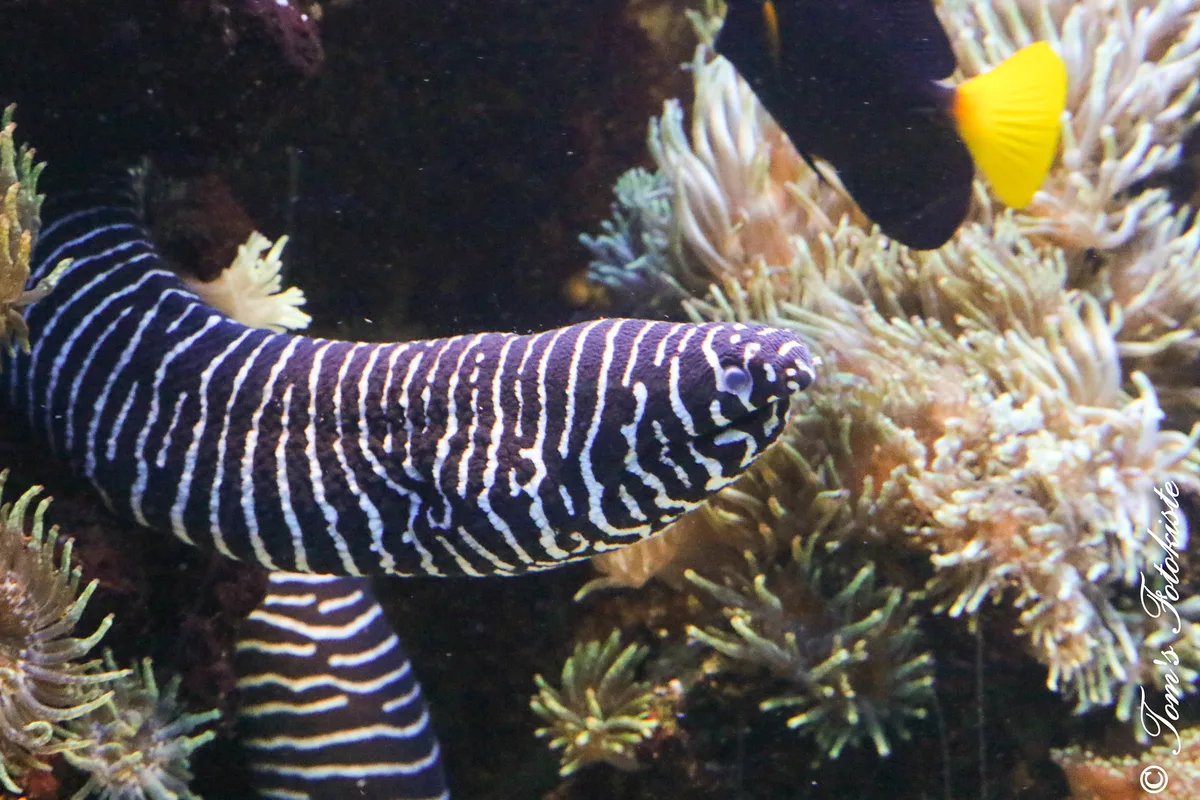 Zebramuräne (Gymnomuraena zebra)