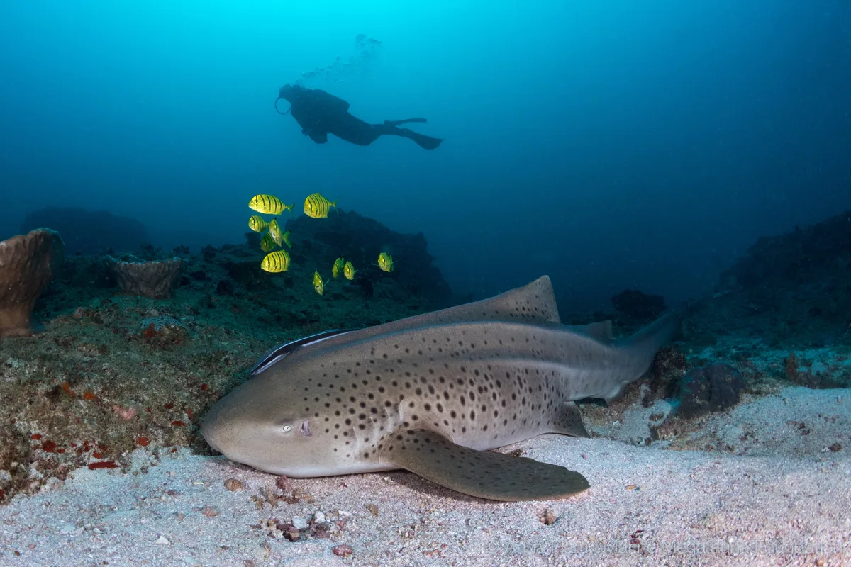 Zebra Shark