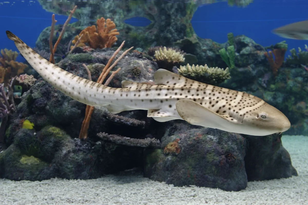 Zebra Shark