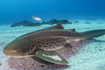 Zebra Shark