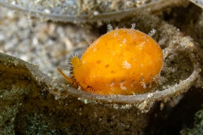 Palmadusta ziczac - Bitung, ID-SW, ID
