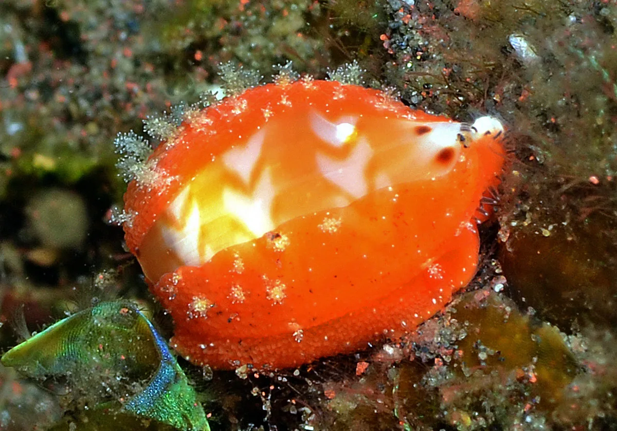 Palmadusta ziczac - Batuniti, near Tulamben, Kubu, Karangasem Regency, Bali, Indonesia