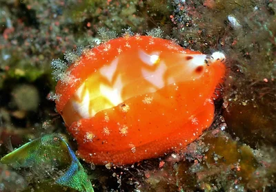 Palmadusta ziczac - Batuniti, near Tulamben, Kubu, Karangasem Regency, Bali, Indonesia