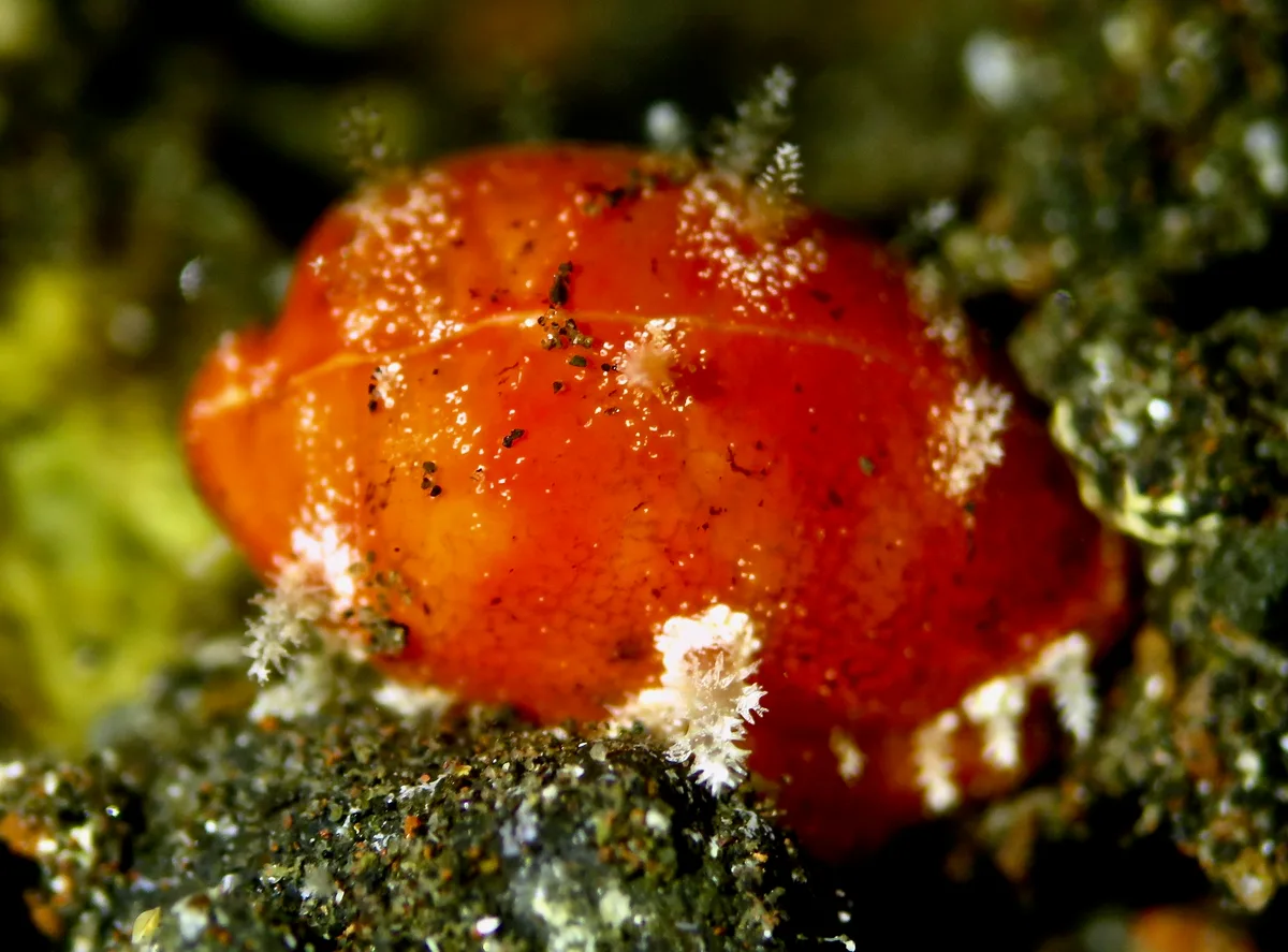 Palmadusta ziczac - Karang Asem, ID-BA, ID