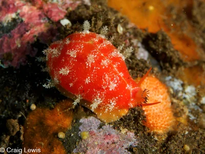 Palmadusta ziczac - Karangasem Regency, Bali, Indonesia