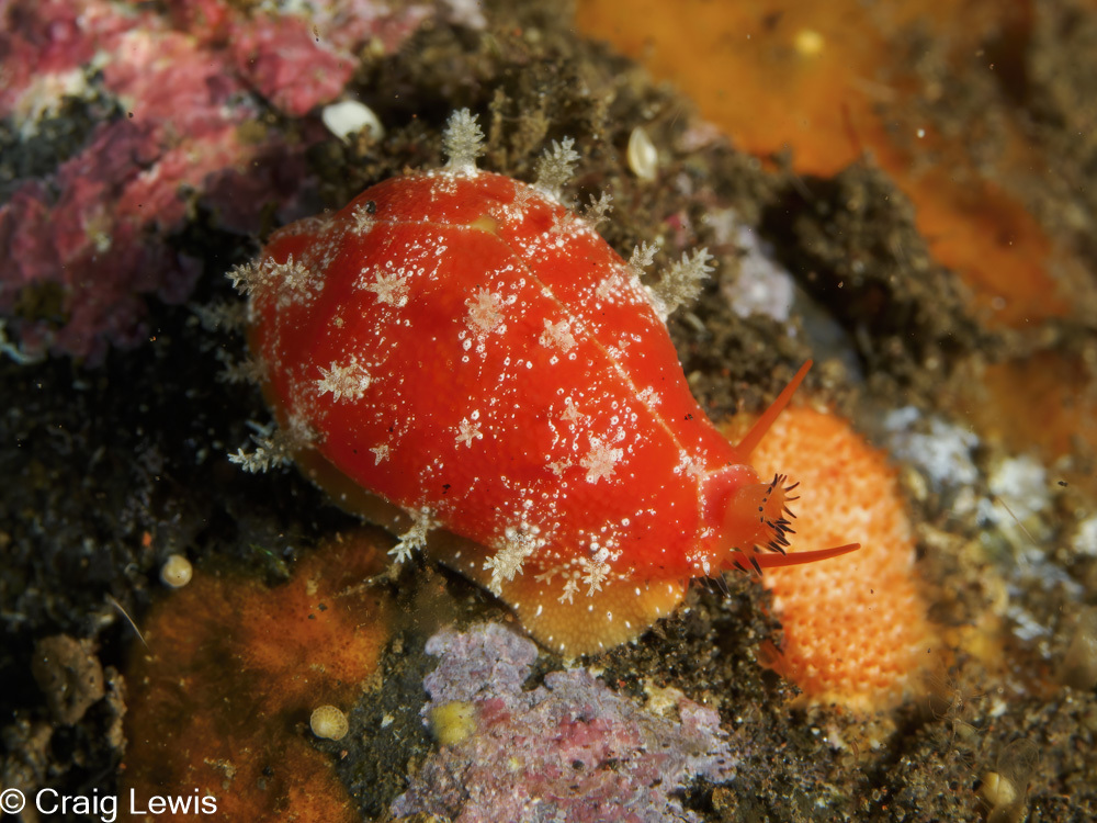 Palmadusta ziczac - Karangasem Regency, Bali, Indonesia