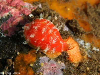 Palmadusta ziczac - Karangasem Regency, Bali, Indonesia