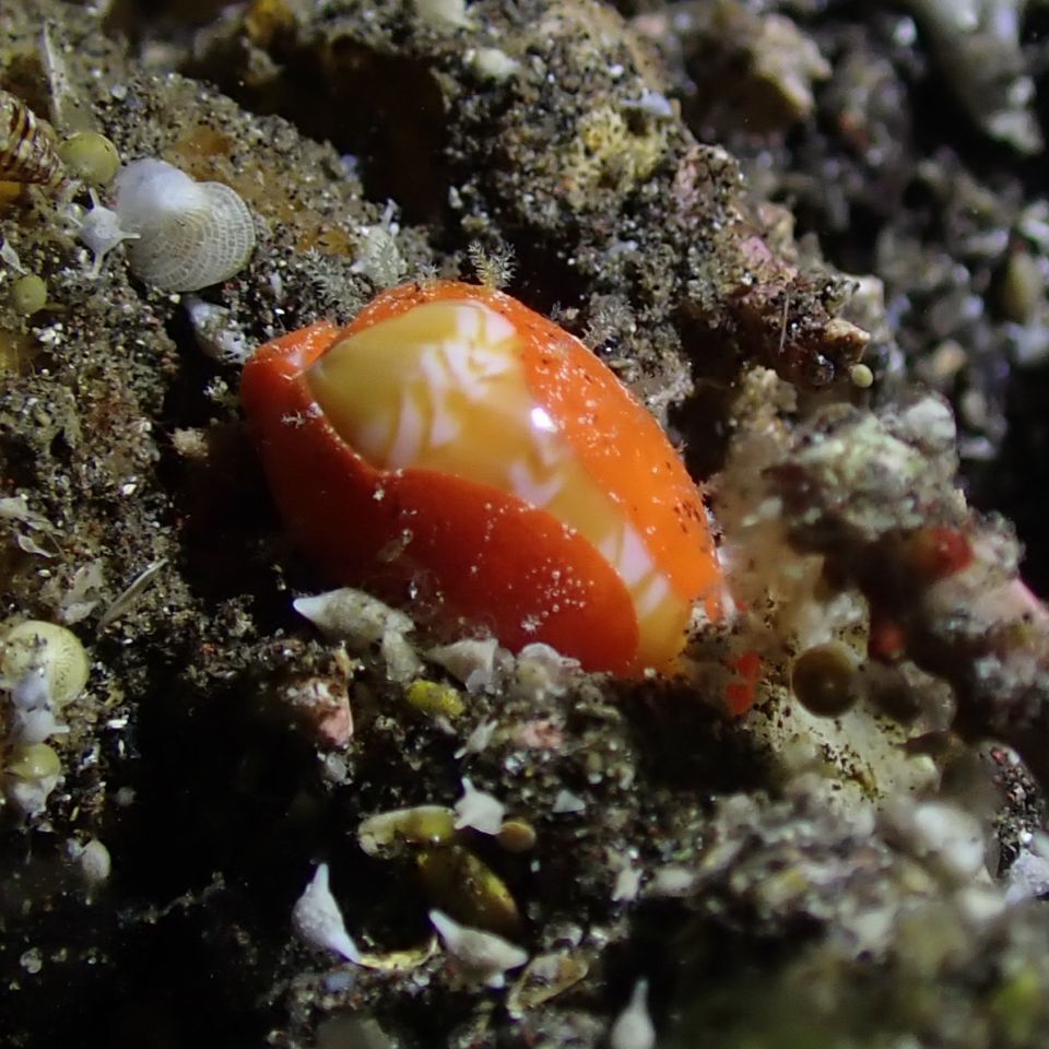Palmadusta ziczac - Karang Asem, ID-BA, ID