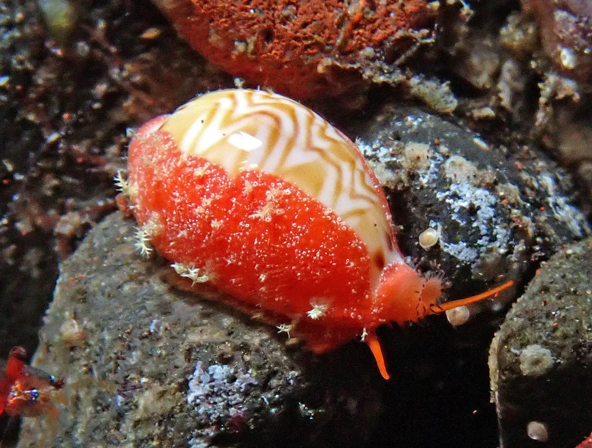 Palmadusta ziczac - Batuniti, near Tulamben, Kubu, Karangasem Regency, Bali, Indonesia