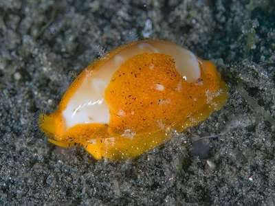 Palmadusta ziczac - Lembeh Strait, Sulawesi, Indonesia