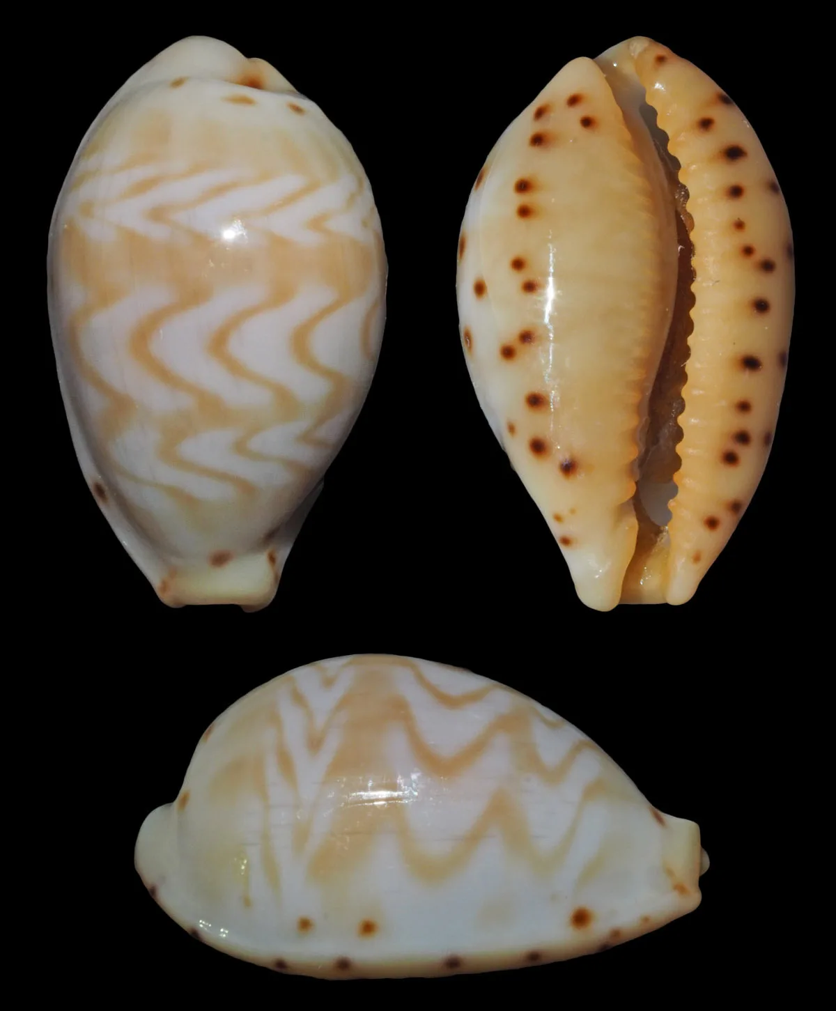 Palmadusta ziczac - Kwajalein Atoll, RMI