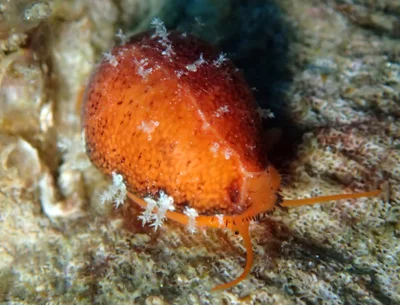 Palmadusta ziczac - Romblon, PH