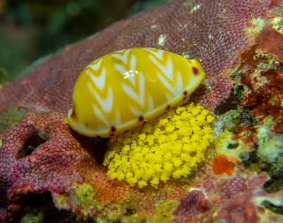 Palmadusta ziczac - Batuniti, near Tulamben, Kubu, Karangasem Regency, Bali, Indonesia