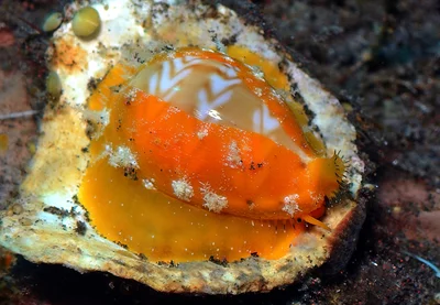 Palmadusta ziczac - Batuniti, near Tulamben, Kubu, Karangasem Regency, Bali, Indonesia