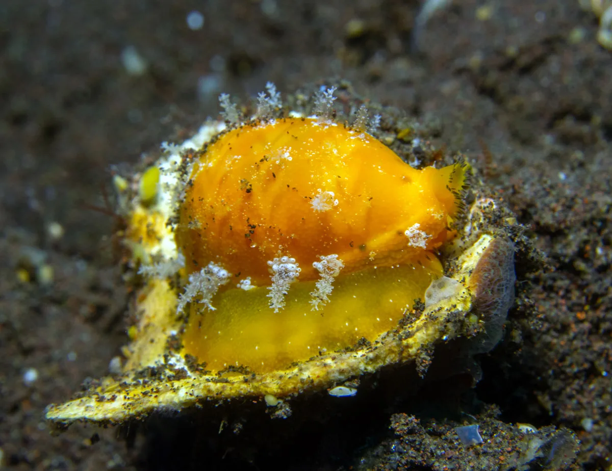 Palmadusta ziczac - Batuniti, near Tulamben, Kubu, Karangasem Regency, Bali, Indonesia