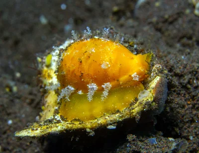 Palmadusta ziczac - Batuniti, near Tulamben, Kubu, Karangasem Regency, Bali, Indonesia