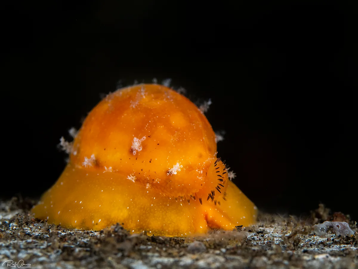 Palmadusta ziczac - Karangasem Regency, Bali, אינדונזיה