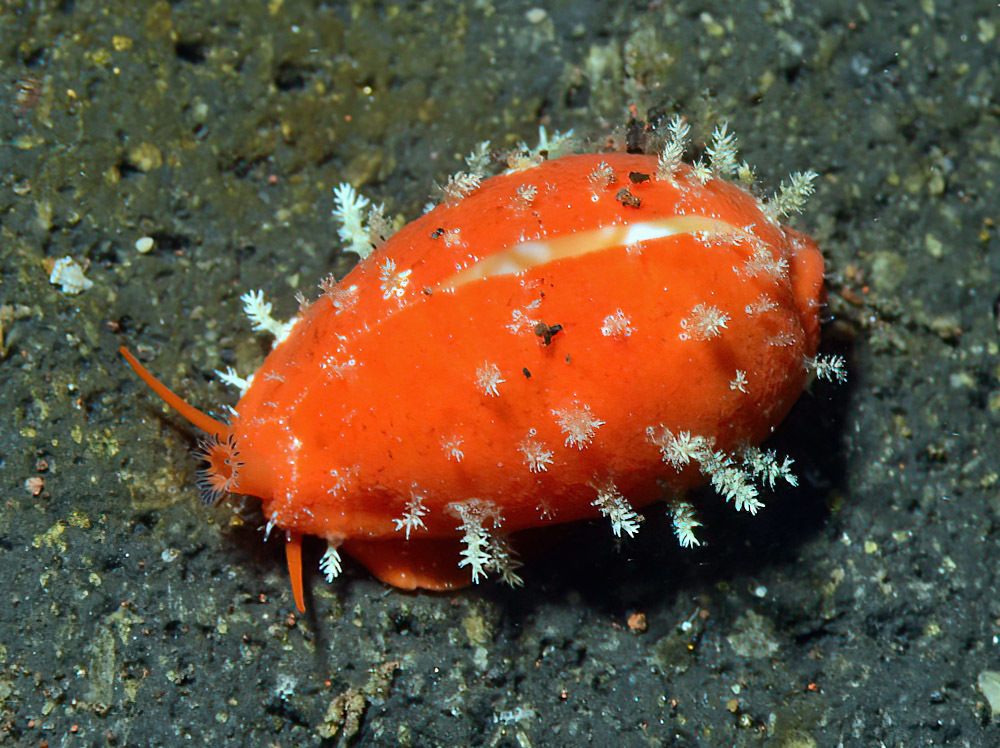Palmadusta ziczac - Tulamben area, Kubu, Karangasem Regency, Bali, Indonesia