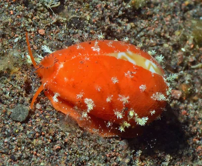 Palmadusta ziczac - Tulamben area, Kubu, Karangasem Regency, Bali, Indonesia