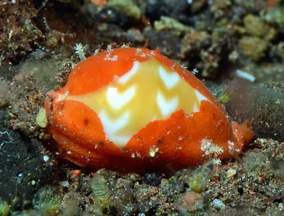 Palmadusta ziczac - Tulamben area, Kubu, Karangasem Regency, Bali, Indonesia