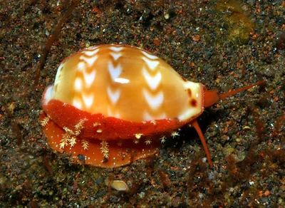 Palmadusta ziczac - Tulamben area, Kubu, Karangasem Regency, Bali, Indonesia