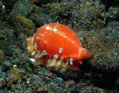 Palmadusta ziczac - Tulamben area, Kubu, Karangasem Regency, Bali, Indonesia