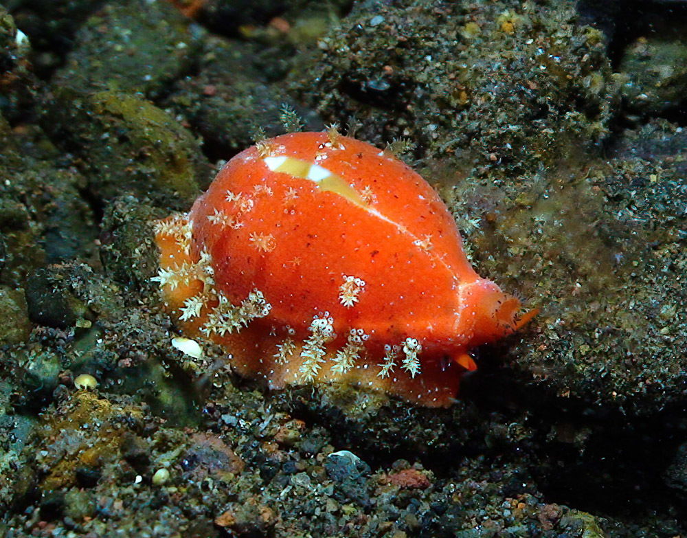 Palmadusta ziczac - Tulamben area, Kubu, Karangasem Regency, Bali, Indonesia