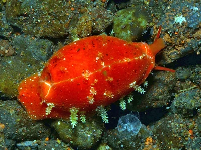 Palmadusta ziczac - Tulamben area, Kubu, Karangasem Regency, Bali, Indonesia