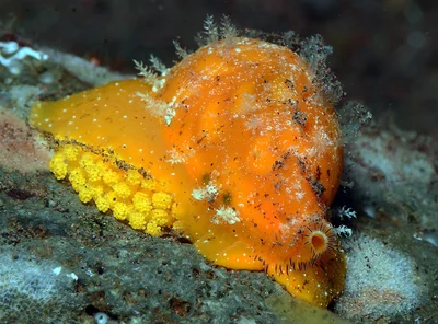 Palmadusta ziczac - Tulamben area, Kubu, Karangasem Regency, Bali, Indonesia