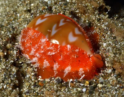 Palmadusta ziczac - Mabini, Batangas, Philippines