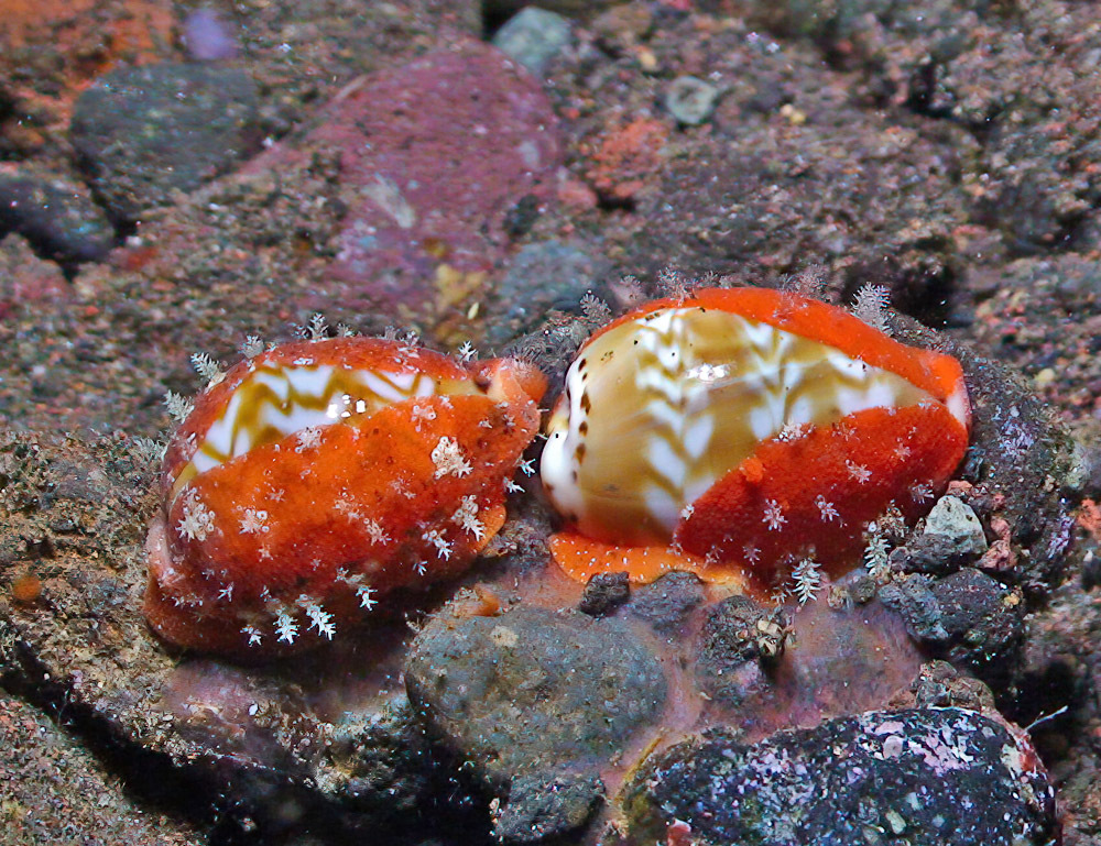 Palmadusta ziczac - Tulamben area, Kubu, Karangasem Regency, Bali, Indonesia