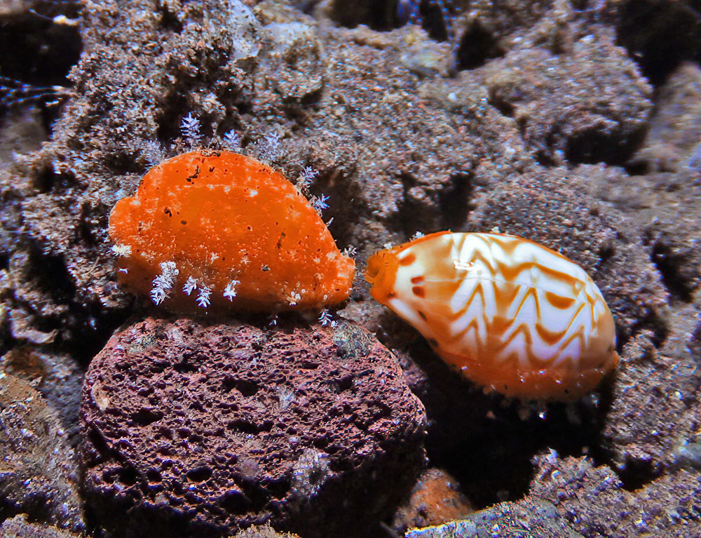 Palmadusta ziczac - Tulamben area, Kubu, Karangasem Regency, Bali, Indonesia
