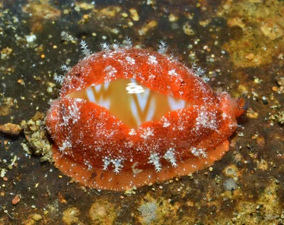 Palmadusta ziczac - Mabini, Batangas, Philippines
