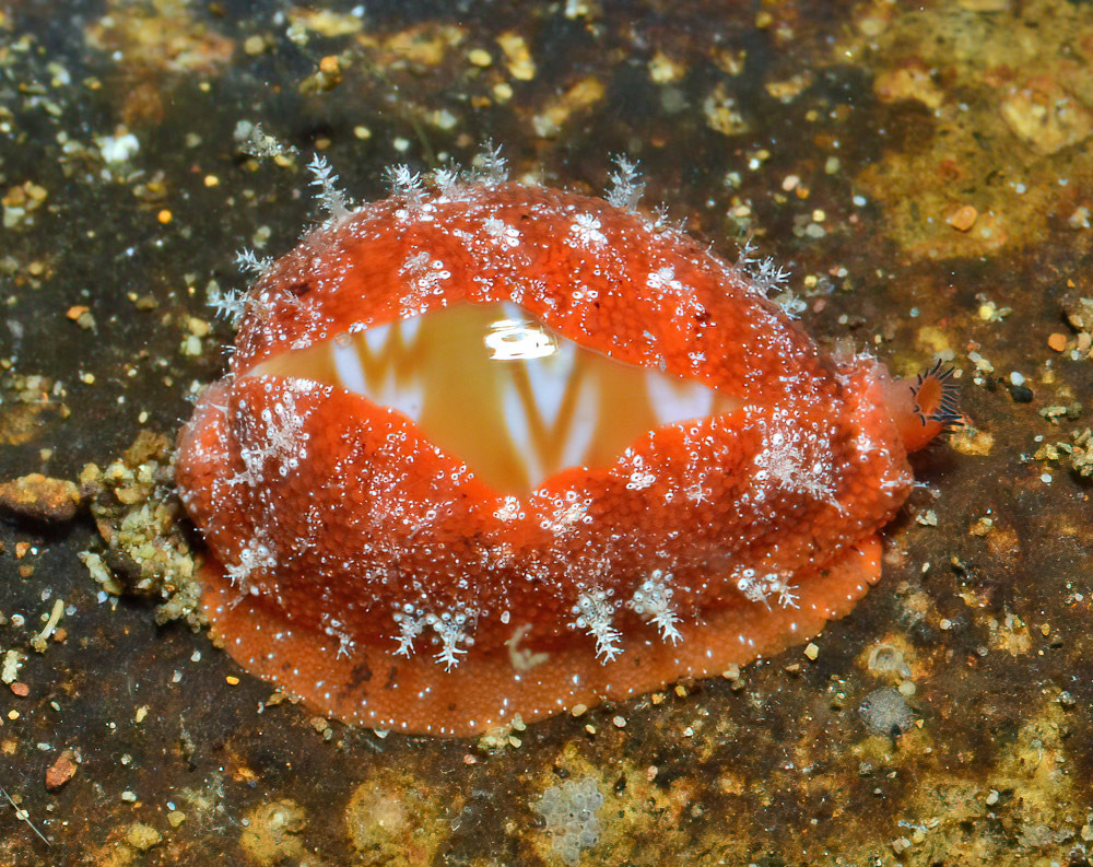 Palmadusta ziczac - Mabini, Batangas, Philippines