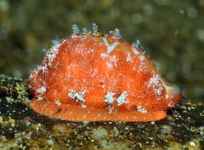 Palmadusta ziczac - Mabini, Batangas, Philippines